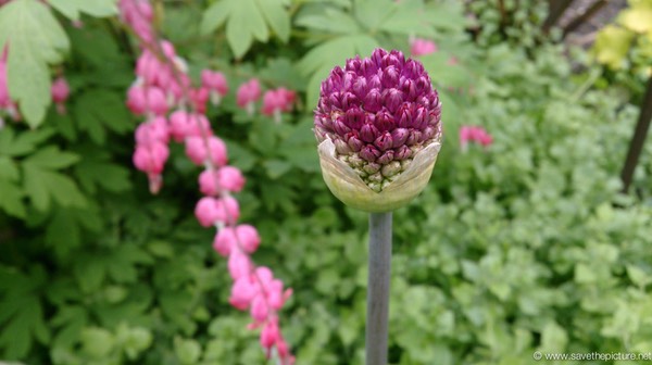 Decoratie flowers in the Droog inner garden